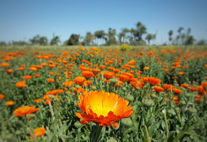 fayoum01